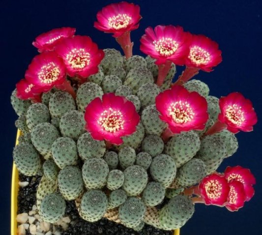 Sulcorebutia_raushii_1